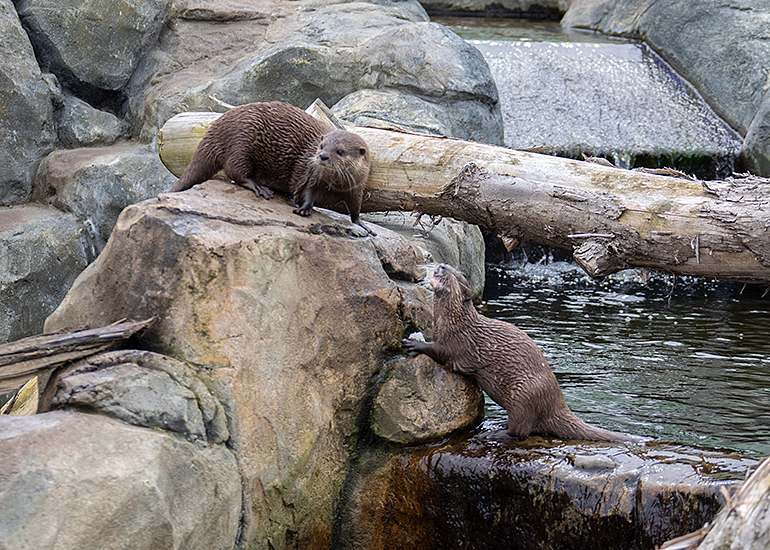 Otter Enclosure