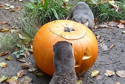 No treats this Halloween for Apricot the Otter!