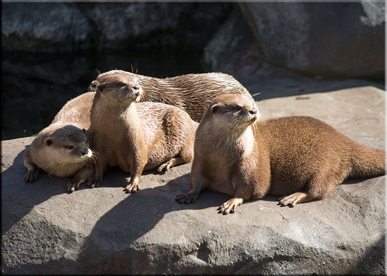 Resident Otters - photo taken on 19th September 2015