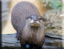 Otter