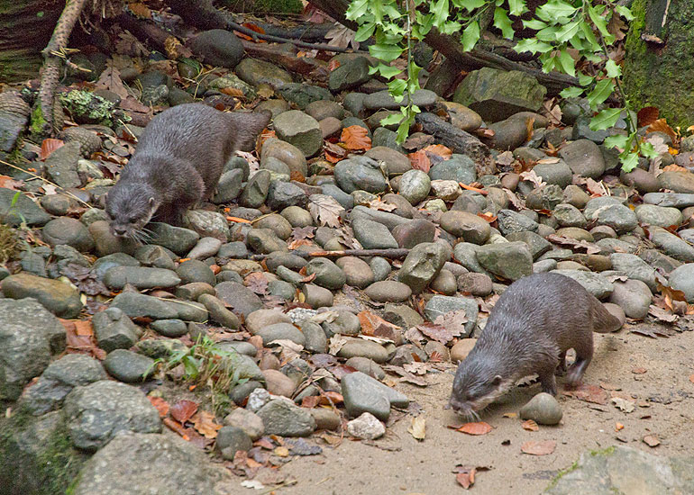 Otters