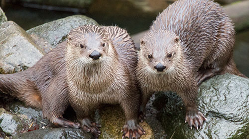 Otters