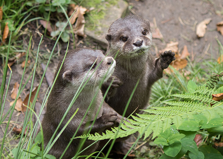 Starsky and Hutch - Otters