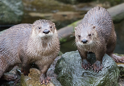 Lewis and Isla - the River Otters