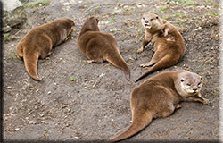 Otters