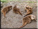 Otters