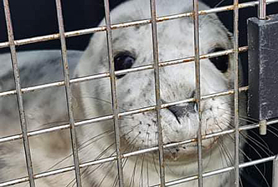 Oyster - Photo credit : Alison Davey (BDMLR)