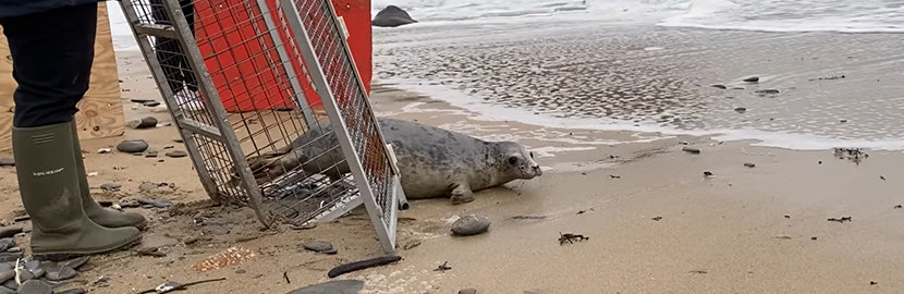 Oyster released back into the wild on 15th November 2021