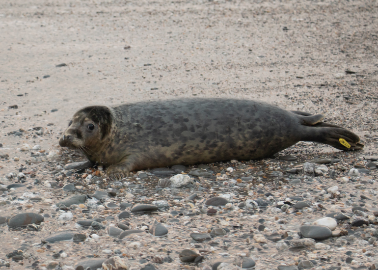 Pablo, rescued seal pup