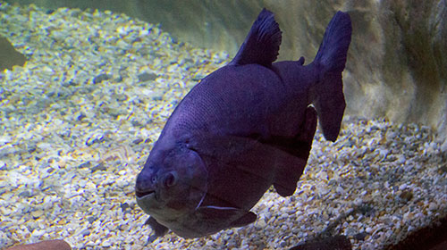 Pacu