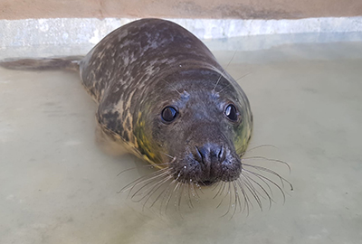Paddington Bear - Photo credit - Animal Care Team