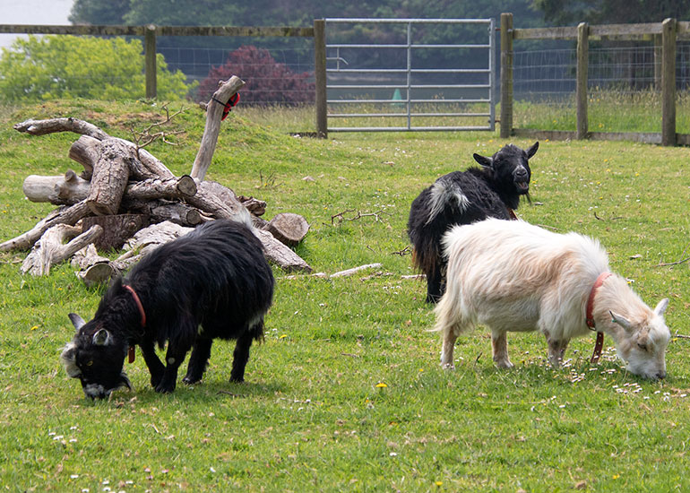 Paddock Animals