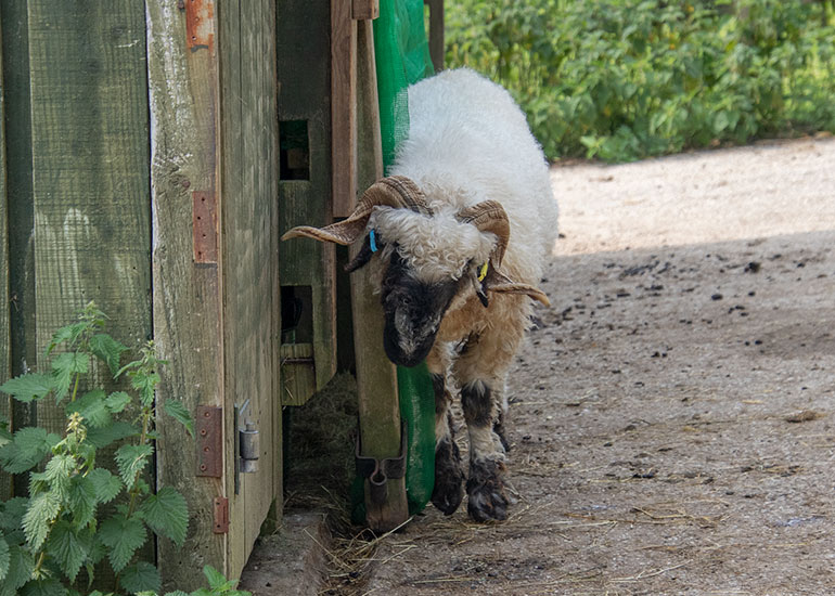 Paddock Animals