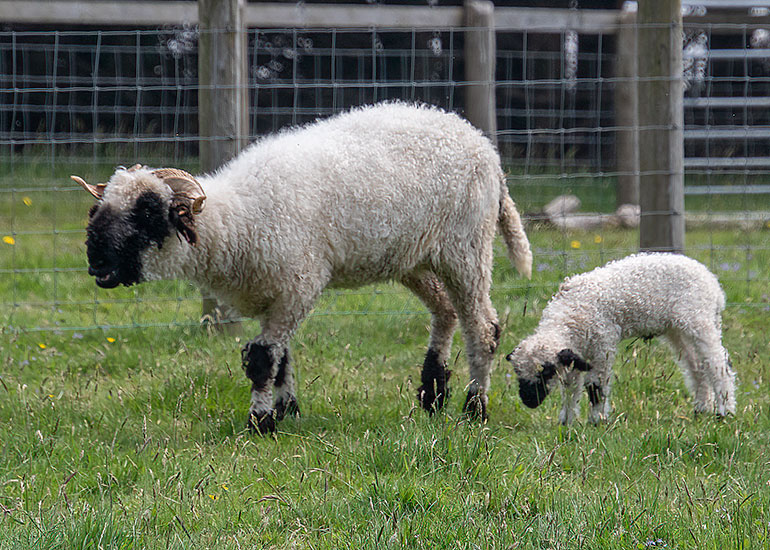 Paddock Animals