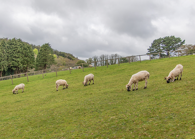Paddock Animals