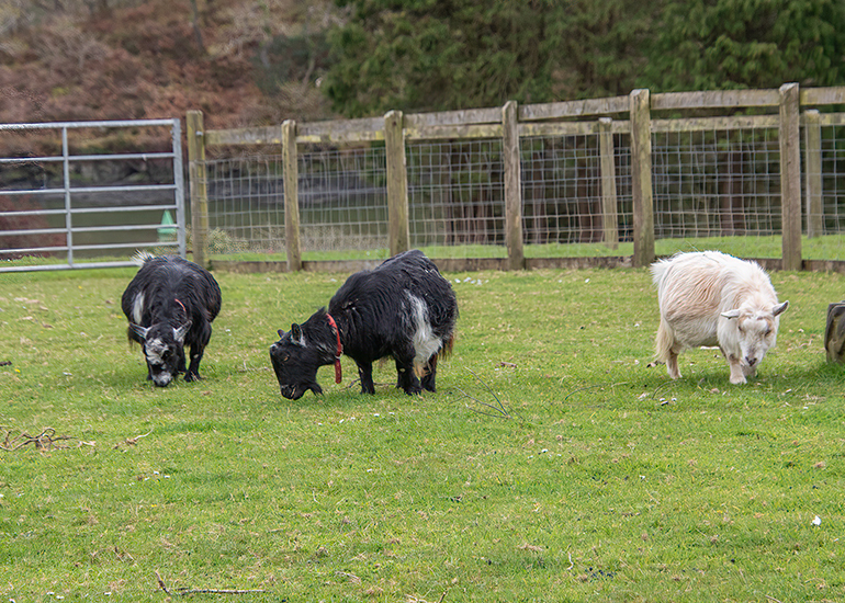 Paddock Animals