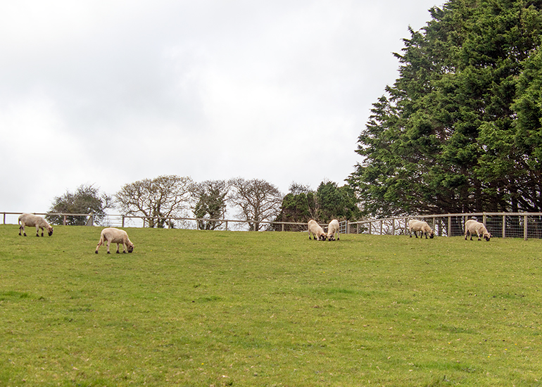Paddock Animals
