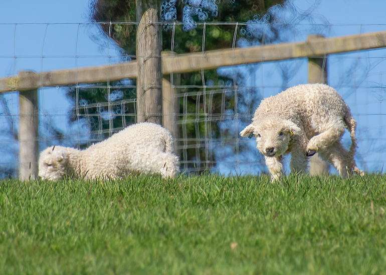Paddock Animals
