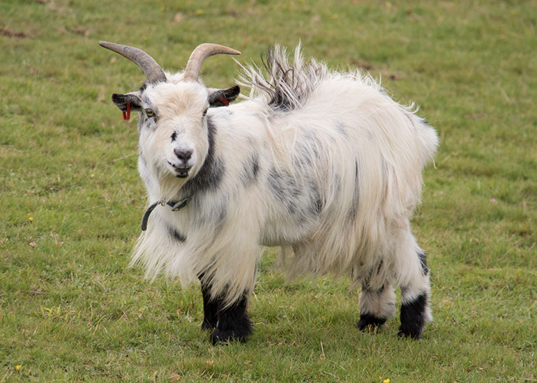 Paddock Animals
