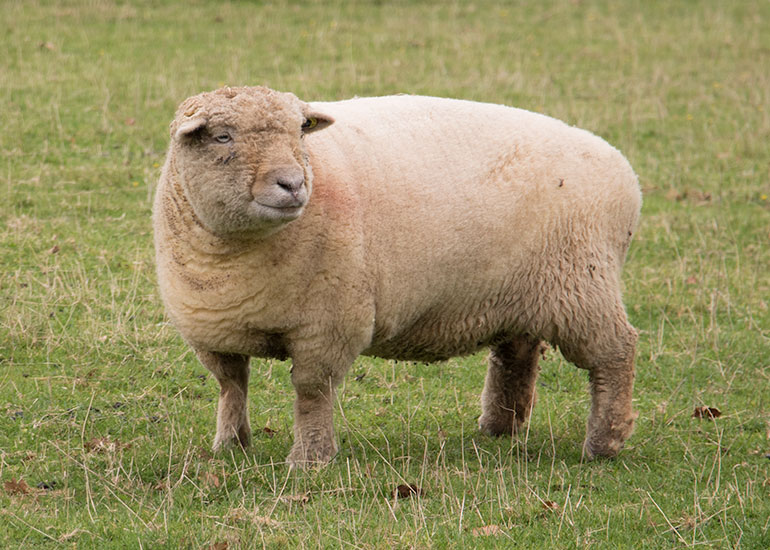 Paddock Animals