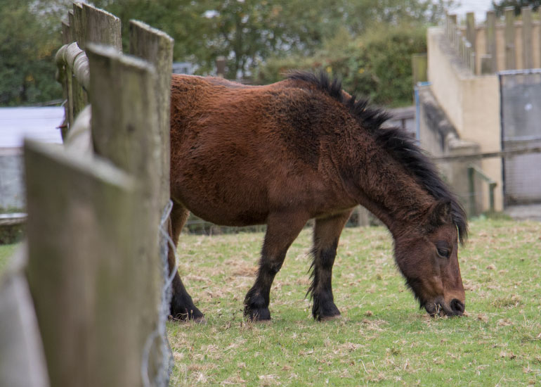 Paddock Animals