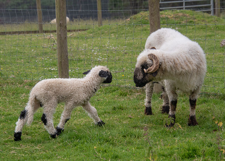 Paddock animals