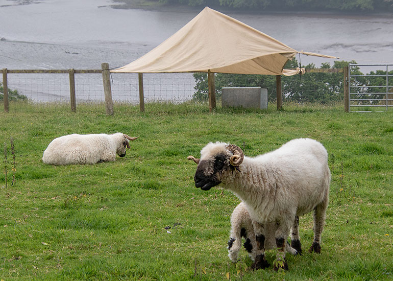 Paddock animals
