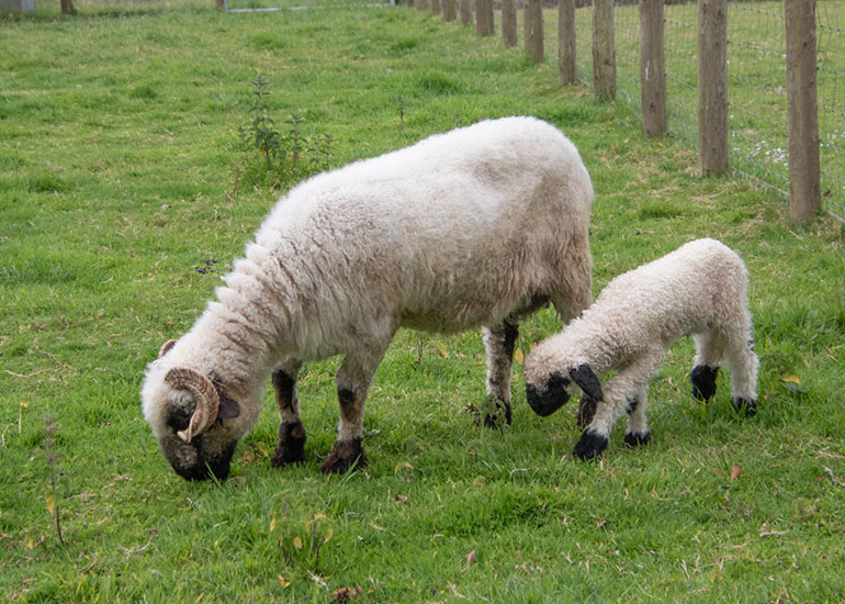 Paddock animals