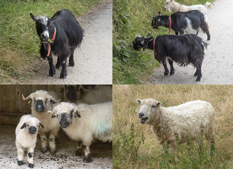 Paddock Animals!