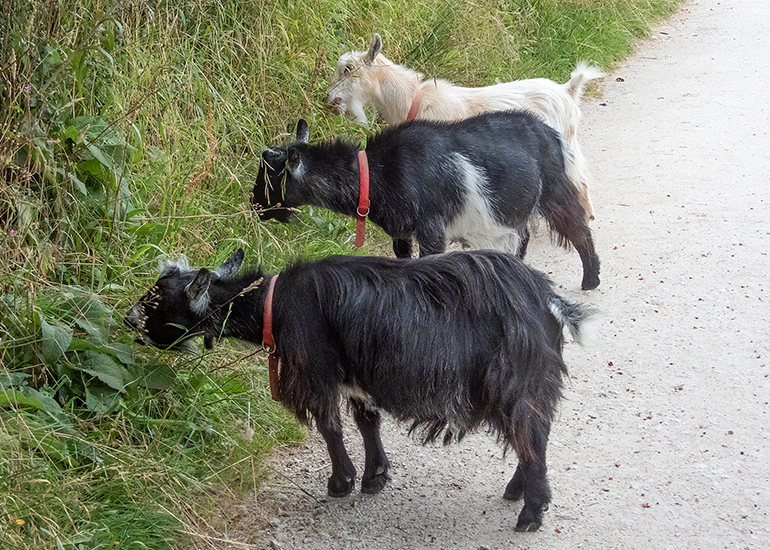 Paddock Animals