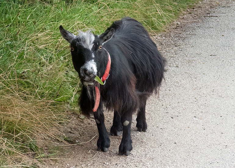 Paddock Animals