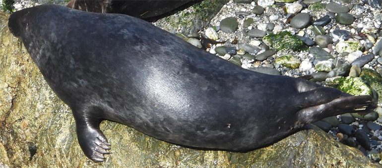 Panther - Photo credit - Sue and Kate of the Cornwall Seal Group Research Trust Research Trust - 22nd August 2020