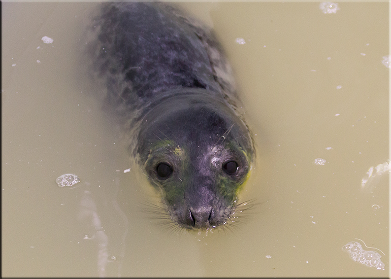 Poa - photo taken on 21st January 2017