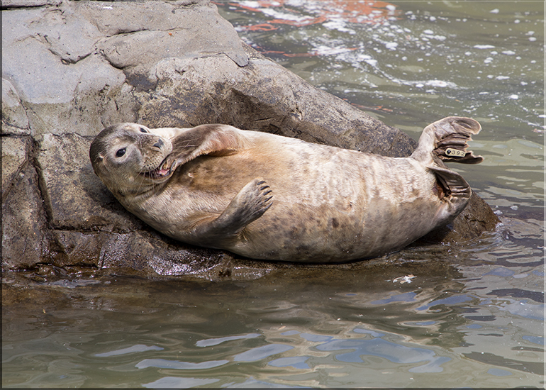 Poa - photo taken on 26th April 2017