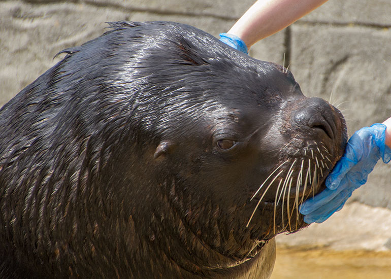 Patagonian Sea Lions