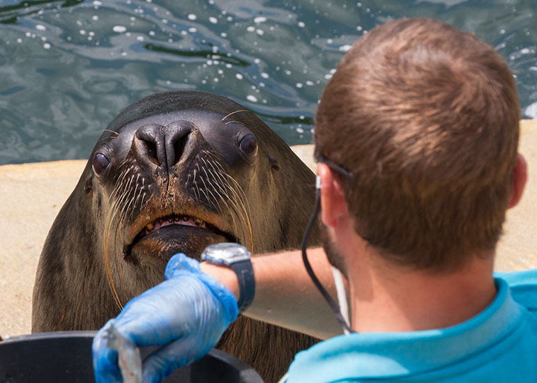 Patagonian Sea Lions