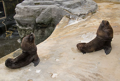Patagonian Sea Lions