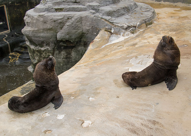 Diego and Noito Patagonian Sea Lions