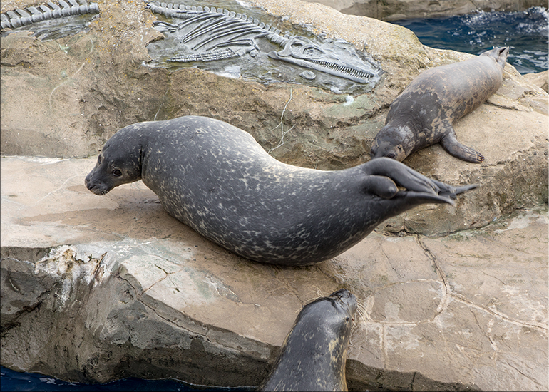 Pendle at Scarborough Sea Life Sanctuary