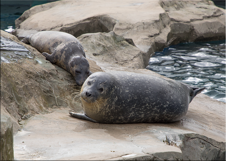 Pendle at Scarborough Sea Life Sanctuary