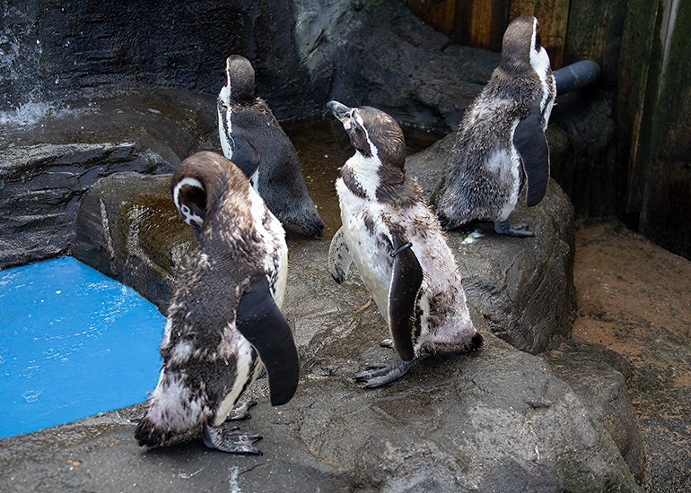 Penguins