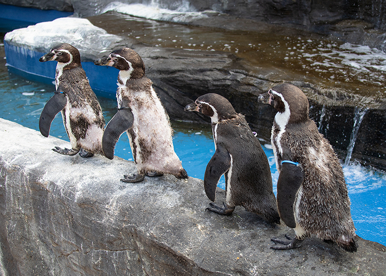 Penguins