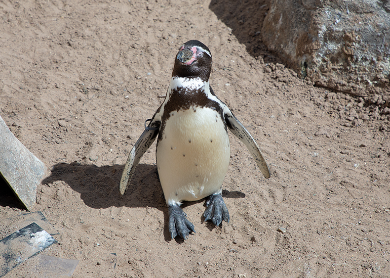 Penguins
