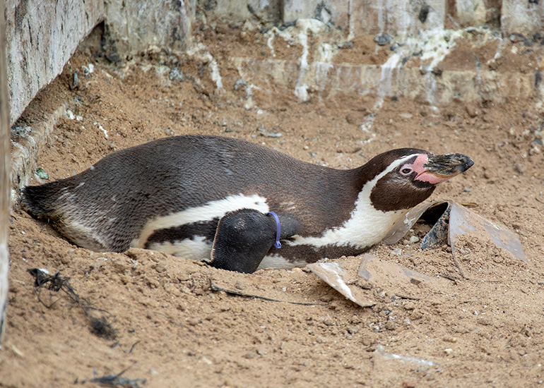Penguins