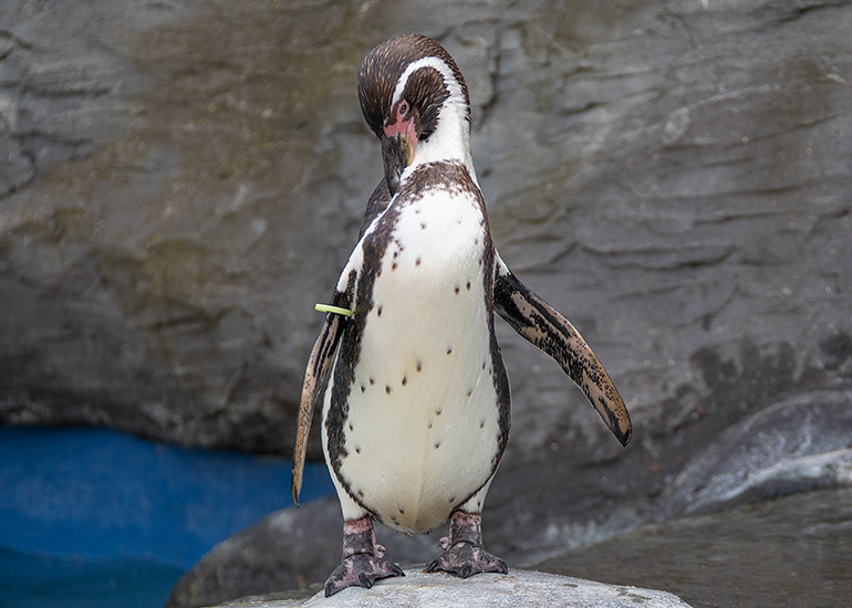 Penguins