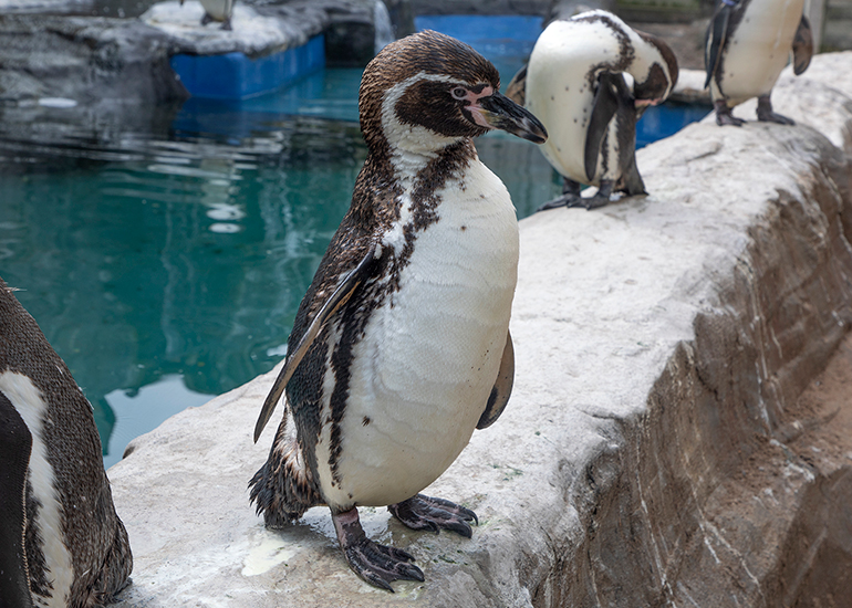 Penguins