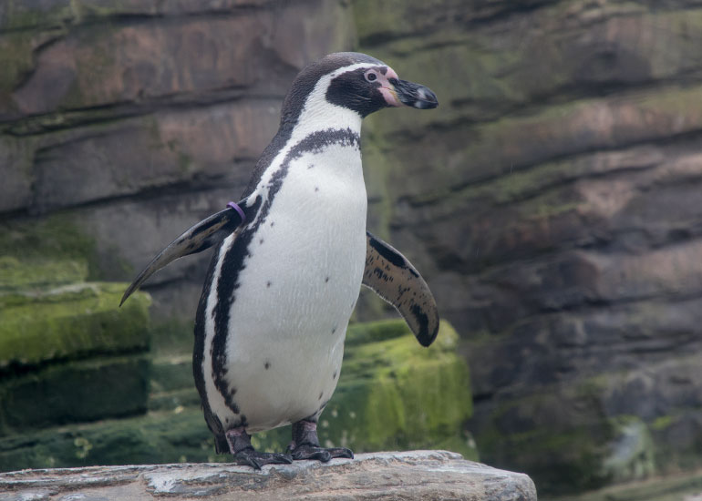 Humboldt Penguins on holiday at Great Yarmouth SEA LIFE Centre - photo taken on 10th March  2018