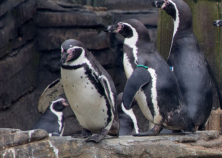 Humboldt Penguins on holiday at Great Yarmouth SEA LIFE Centre - photo taken on 10th March  2018