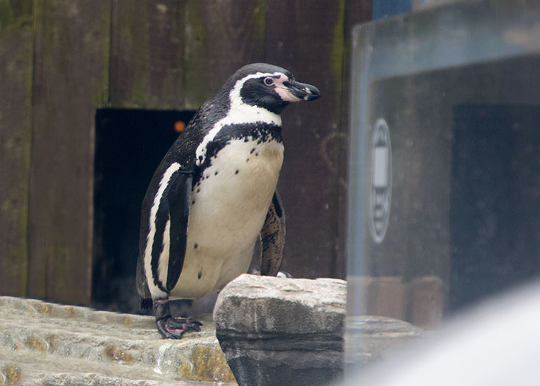 Humboldt Penguins on holiday at Great Yarmouth SEA LIFE Centre - photo taken on 10th March  2018