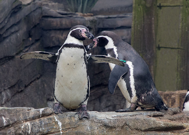 Humboldt Penguins on holiday at Great Yarmouth SEA LIFE Centre - photo taken on 10th March  2018